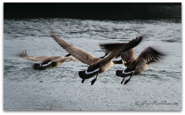 CanadaGeese on Fishhawk Lake-Photo by Gayle Rich-Boxman
