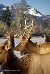 Jewell Elk Reserve Jewell Oregon Photo by Gayle Rich-Boxman 