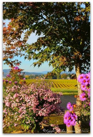montinore-vineyard-flowers