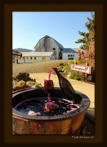 Plum Hiil Winery Photo by Gayle Rich-Boxman 